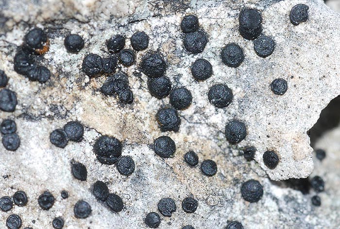 Licheni da passo Gardena